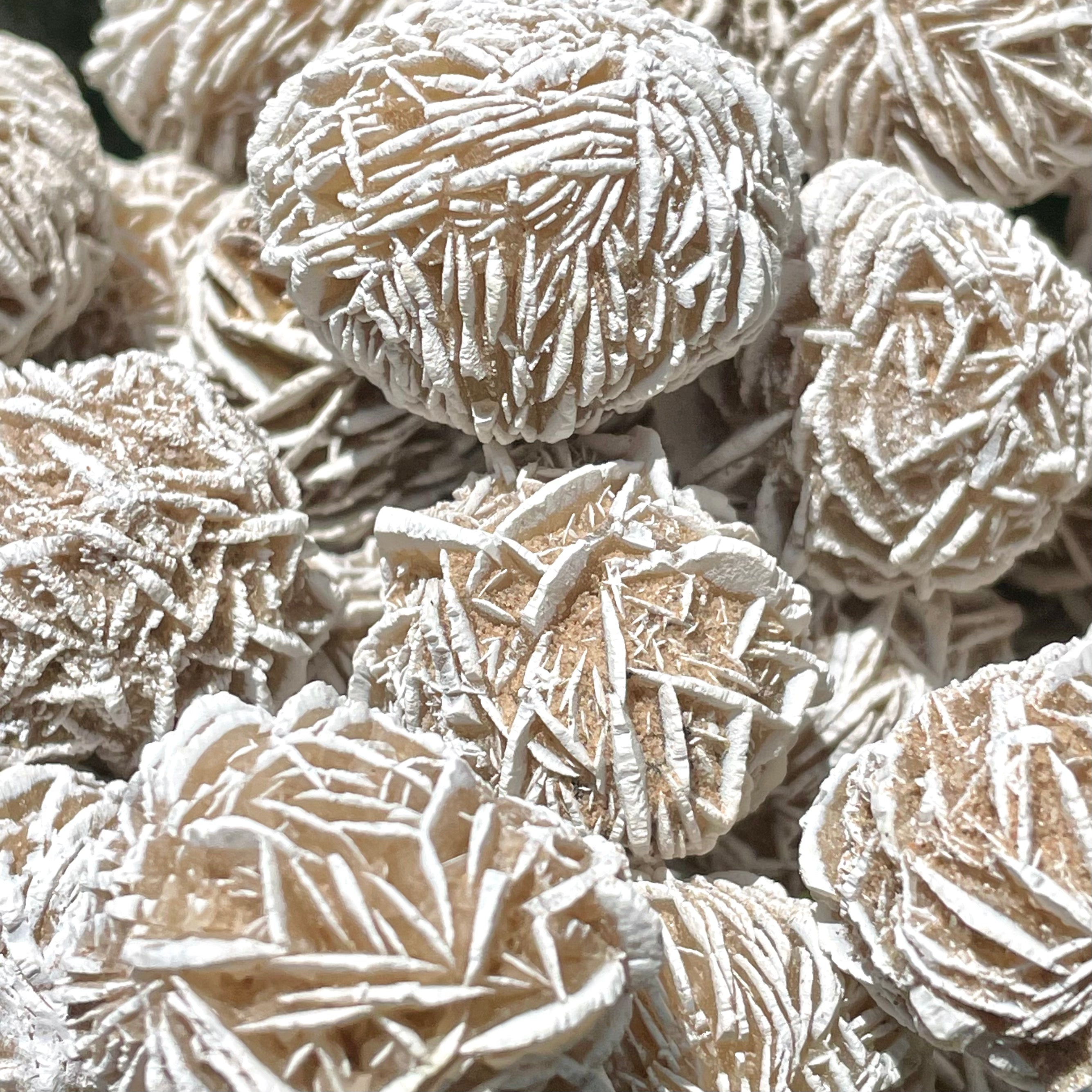 Rosas del desierto (selenita)